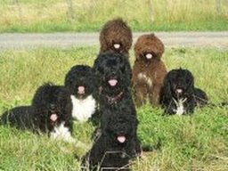 barbet_20211128_1065102482